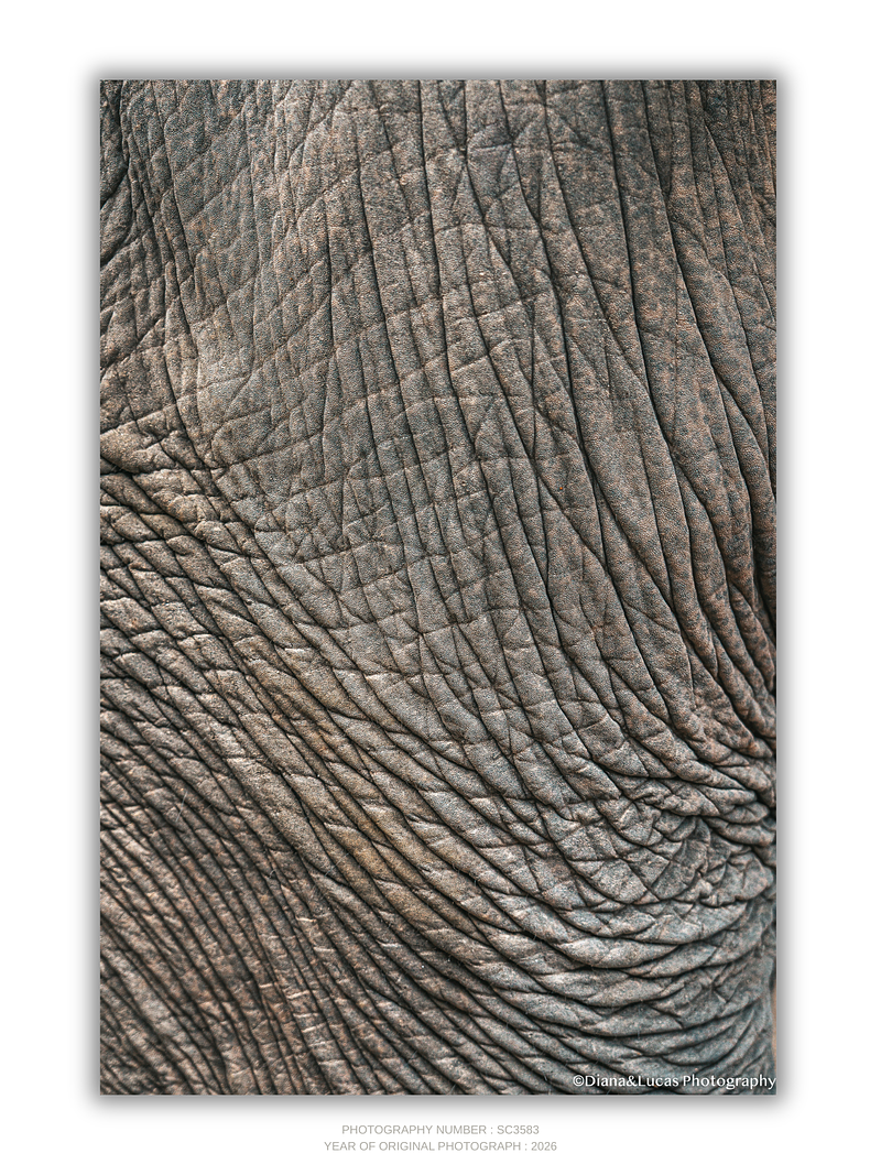 COLLECTION - GIANTS OF THE LAND VERTICAL - "Map of Skin" - LIMITED EDITION 10 of 10