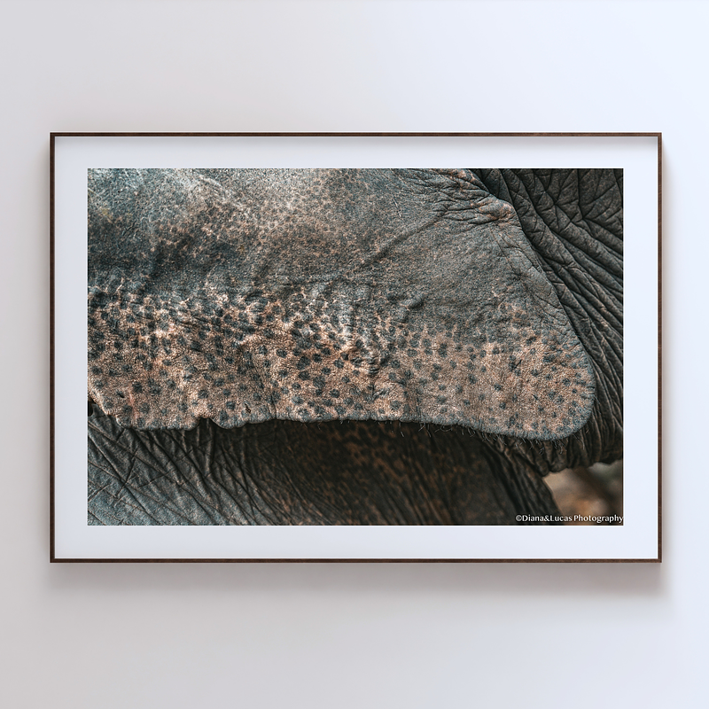COLLECTION - GIANTS OF THE LAND HORIZONTAL - "Dotted" - LIMITED EDITION 10 of 10