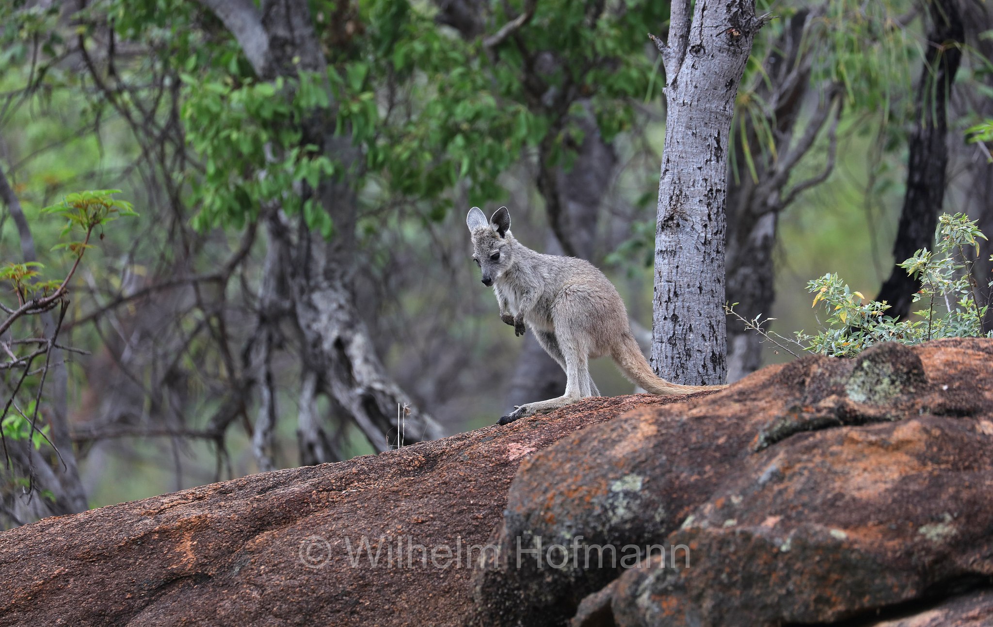 Macropus giganteus, eastern grey kangaroo, gigantic large-foot, great grey kangaroo, forester kangaroo, Östliches Graues Riesenkänguru, canguro grigio orientale, Bluff Walk, Undara Volcanic National Park, Undara-Volcanic-Nationalpark, parco nazionale Undara Volcanic, Queensland, Australia, Australien