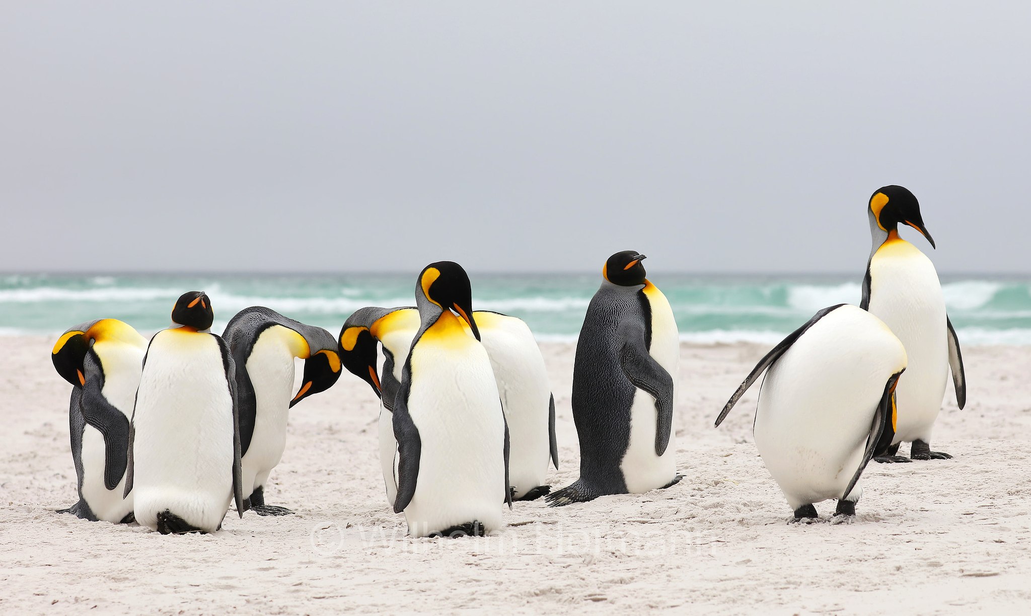 king penguin, Königspinguin, pinguino reale, Aptenodytes patagonicus, Volunteer Point, East Falkland, Ostfalkland, Falkland Orientale, Isla Soledad, Falkland Islands, Falklandinseln, Isole Falkland