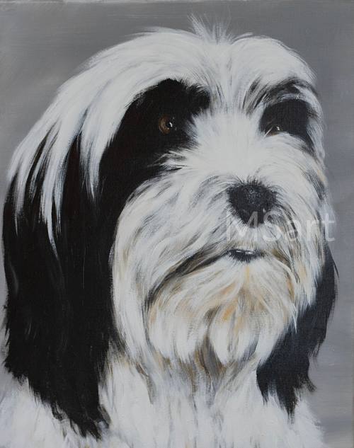 Tibetan Terrier, pet portrait