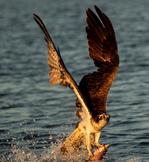 Osprey / Fiske&oslash;rn Gallery