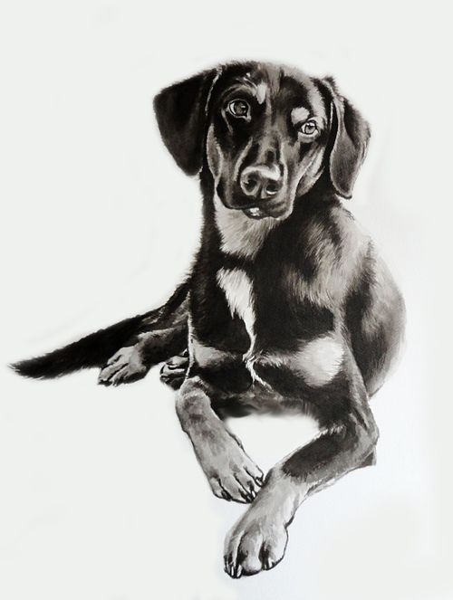 black-and-tan dog drawing, ink dog portrait, memorial dog portrait, black and white dog art, adopted dog portrait, monochrome dog illustration