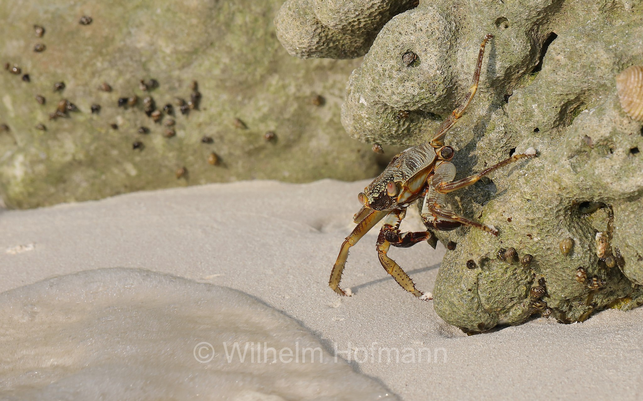 thin-shelled rock crab, Natal lightfoot crab, natal sally-light-foot crab, Brandungs-Felsenkrabbe, granchio delle rocce del Natal, granchio di scogliera sottile, Grapsus tenuicrustatus, Malediven, Maldives, Maledive, Fihalhohi Island Resort