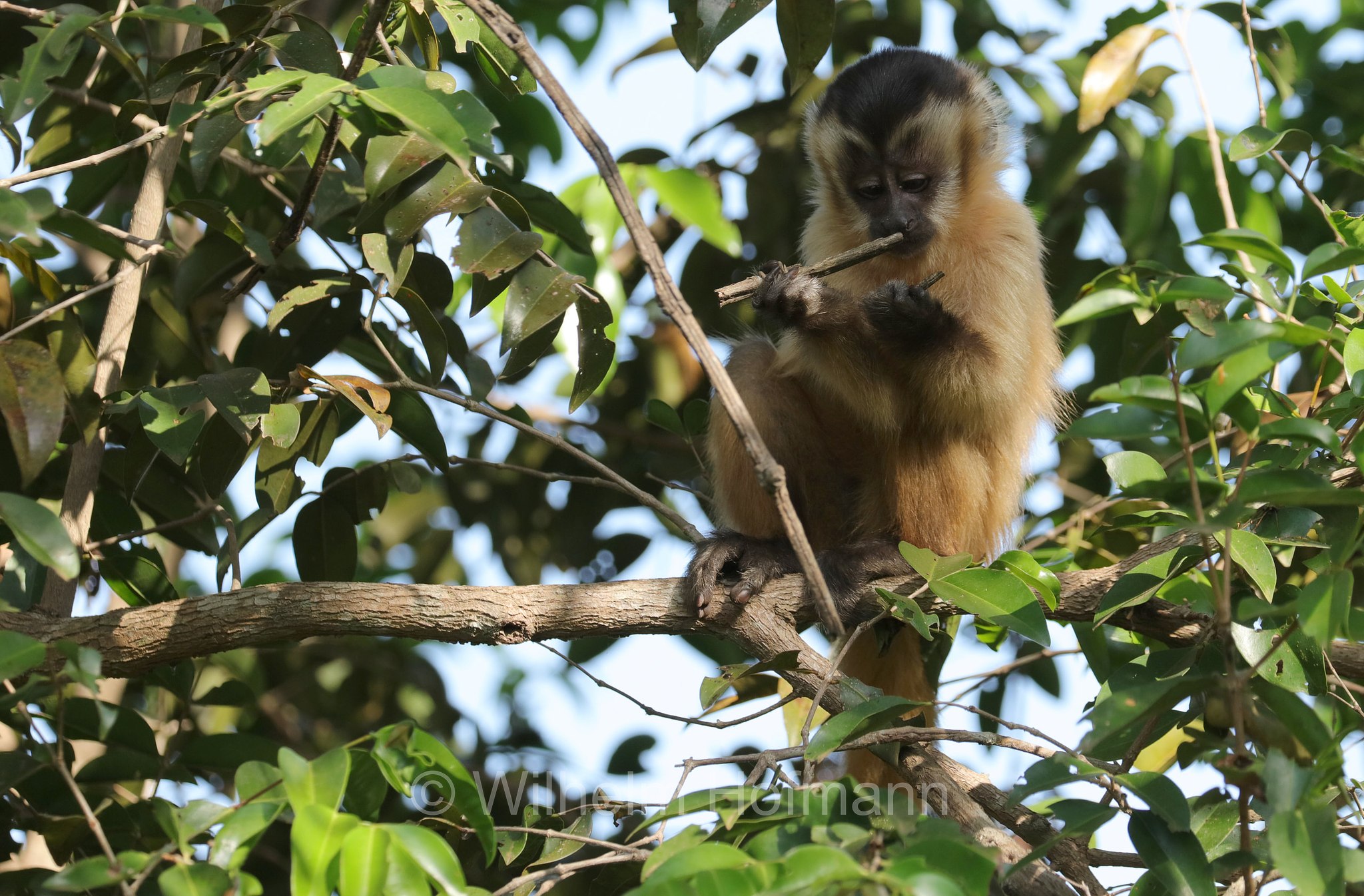 hooded capuchin, Azaras's capuchin, Azara-Kapuzineraffe, cebo di Azara, Sapajus cay, Pantanal, Mato Grosso, Brazil, Brasil, Brasile, Brasilien