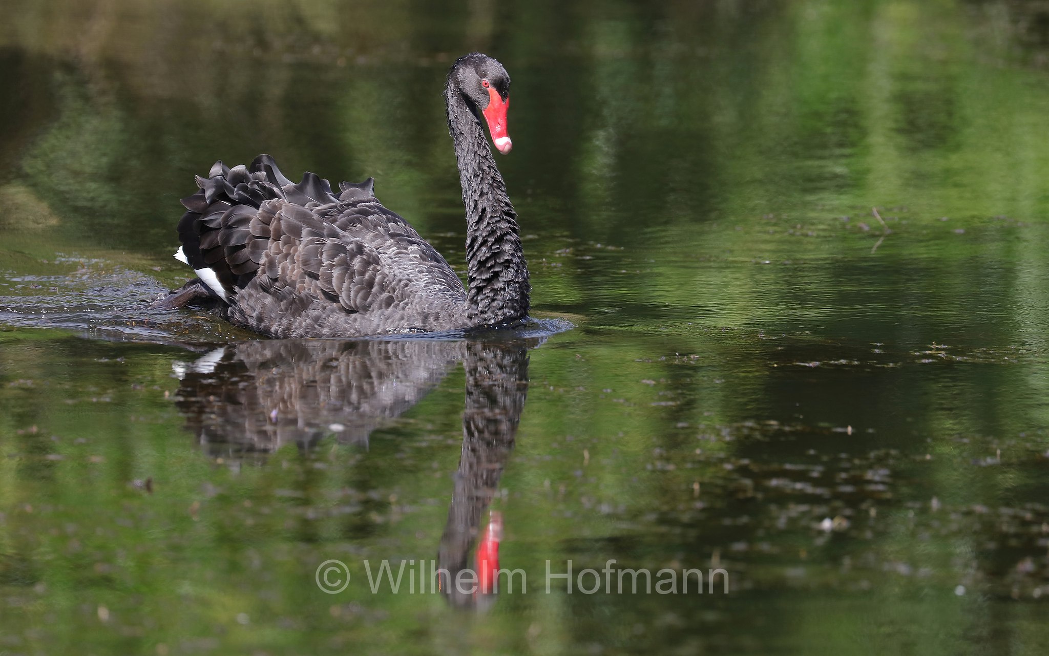 black swan, Schwarzschwan, Trauerschwan, cigno nero, Cygnus atratus, Tasmanian Arboretum, Tasmania, Tasmanien, Australia, Australien
