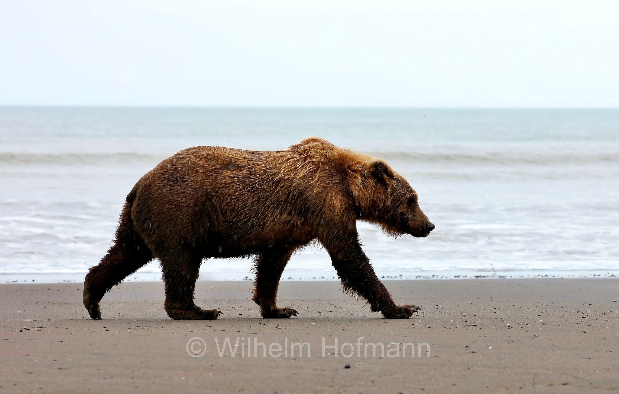 Ursus arctos gyas, Alaska Peninsula brown bear, peninsular grizzly, Alaska-Halbinsel-Braunbär, Alaska-Küstenbraunbär, Alaska-Braunbär, Großer Alaska-Braunbär, orso bruno della penisola dell'Alaska, grizzly peninsulare, grizzly costiero, grizzly gigante, Silver Salmon Creek, Lake Clark National Park, Lake Clark National Park and Preserve, Lake-Clark-Nationalpark, Parco nazionale e riserva di Lake Clark, Alaska, USA