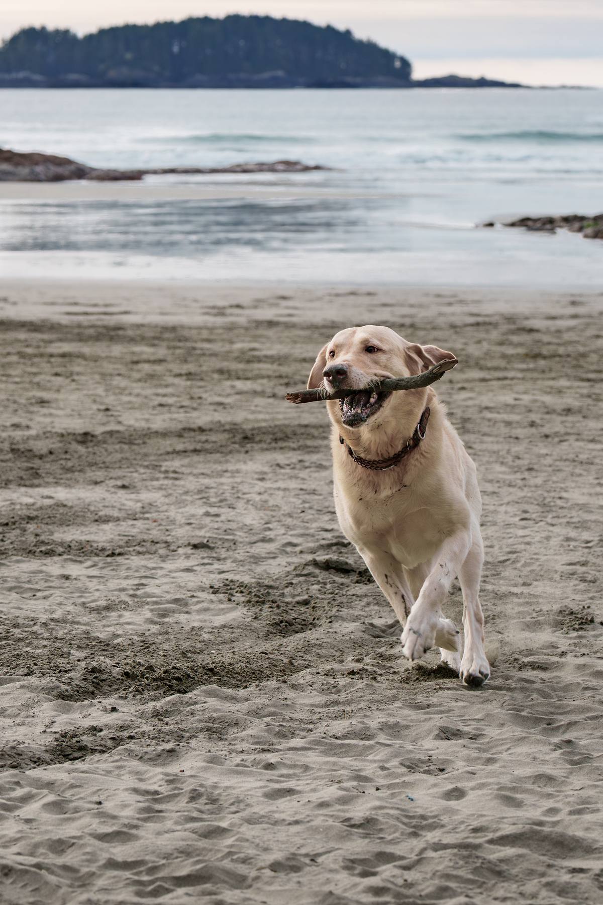 Yellow lab at the beach playing fetch.