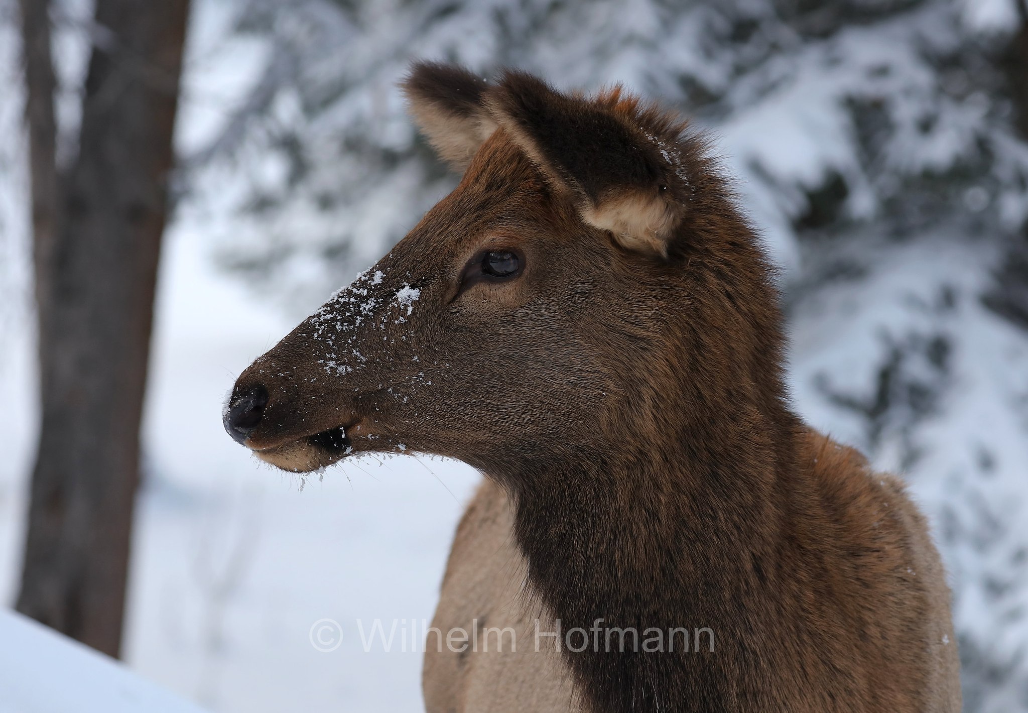 Cervus canadensis, wapiti, Wapiti, Wapiti-Hirsch, vapiti, Fairmont Banff Springs Hotel, Banff National Park, Banff-Nationalpark, Parco nazionale Banff, Alberta, Canada, Kanada