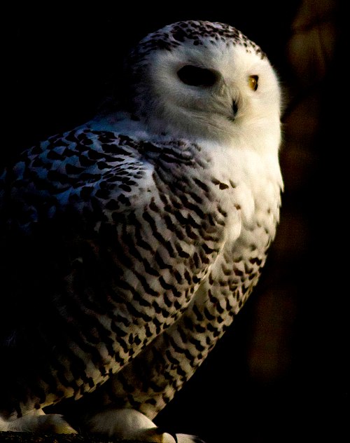 Eagles, Hawks & Owls Gallery