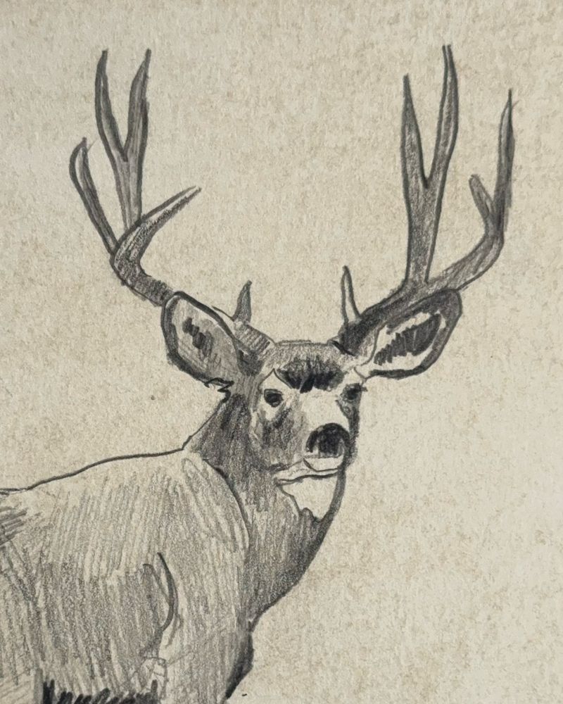 Mulie Drawing