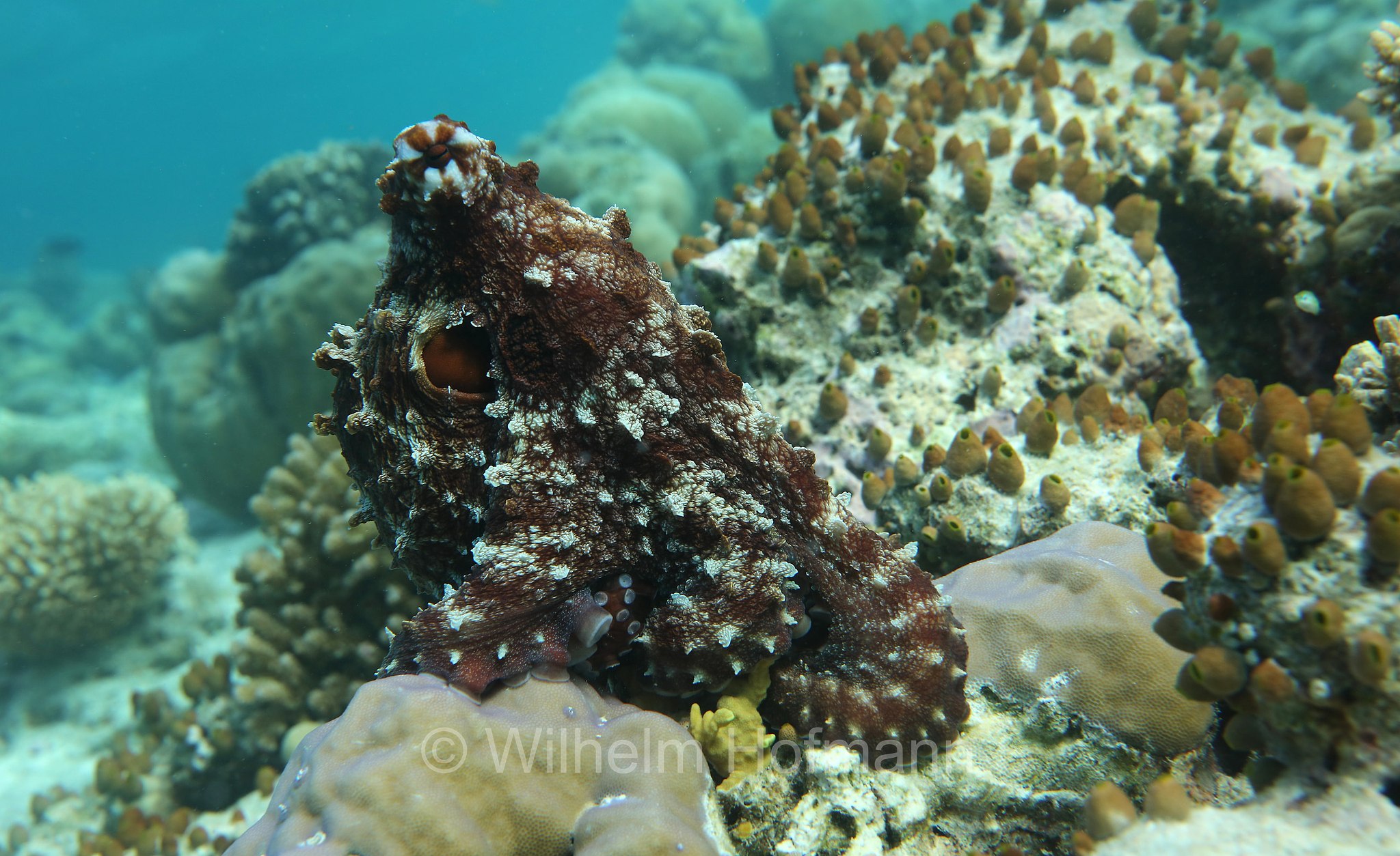 common octopus, Gewöhnliche Krake, Gemeiner Krake, Oktopus, polpo comune, polpo di scoglio, Octopus vulgaris, Malediven, Maldives, Maledive, fihalhohi island resort