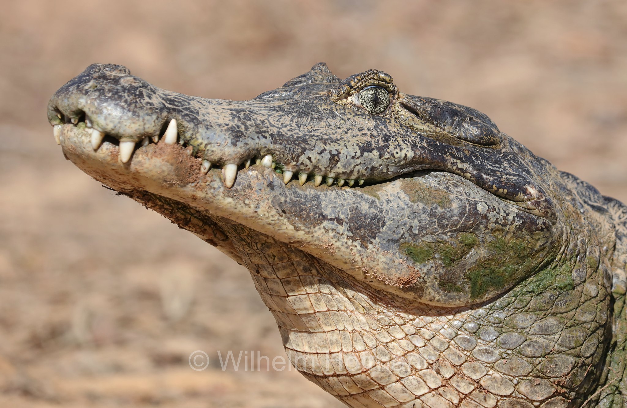 yacare caiman, jacare caiman, Paraguayan caiman, piranha caiman, red caiman, southern spectacled caiman, Brillenkaiman, caimano jacarè, Caiman yacare, Pantanal, Mato Grosso, Brazil, Brasil, Brasile, Brasilien