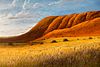Wildflowers of Outback