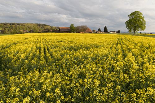 In Niederösch