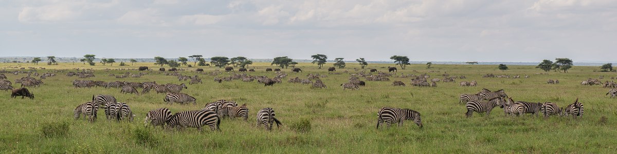 Elephants-at-the-Migration's-Edge