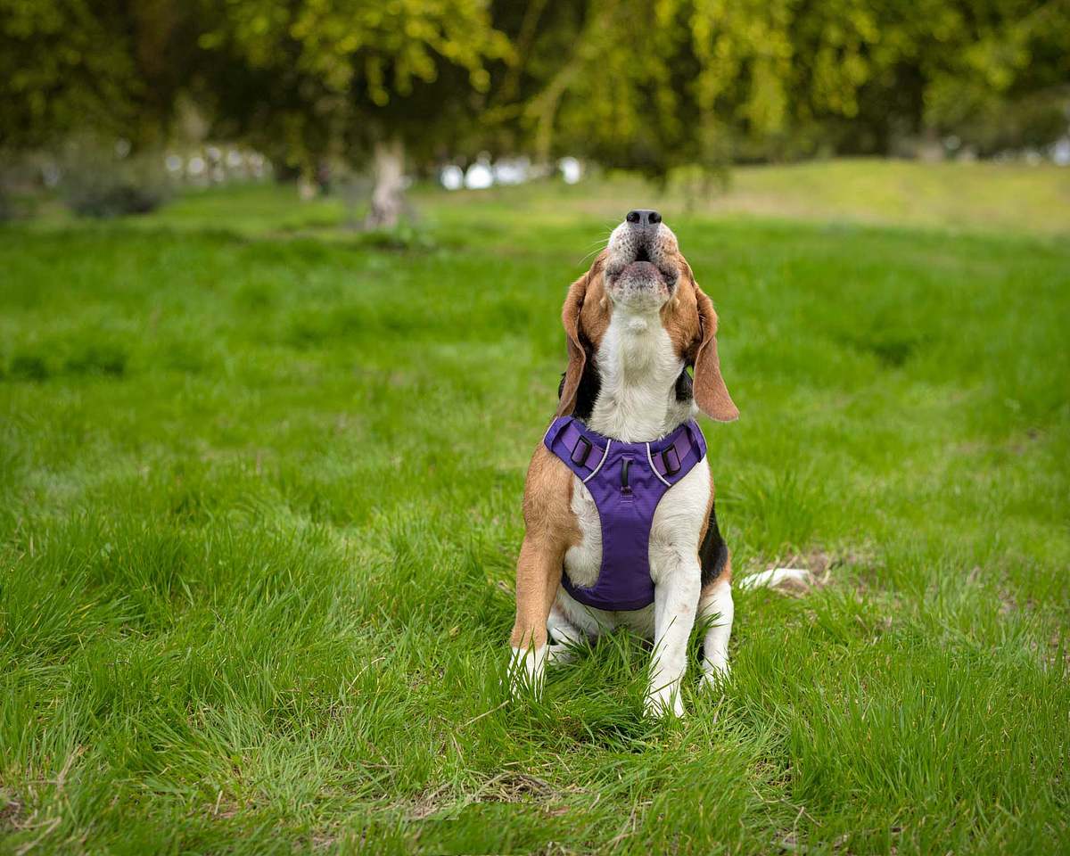 best-dog-photographer