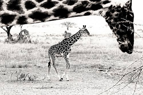 Girafes en Tanzanie