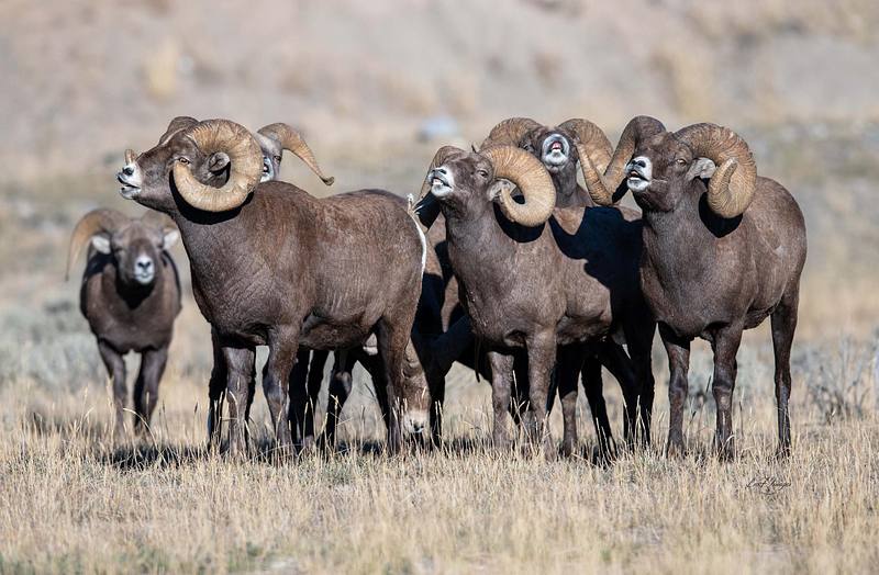 Say Cheese (Bighorn Sheep)