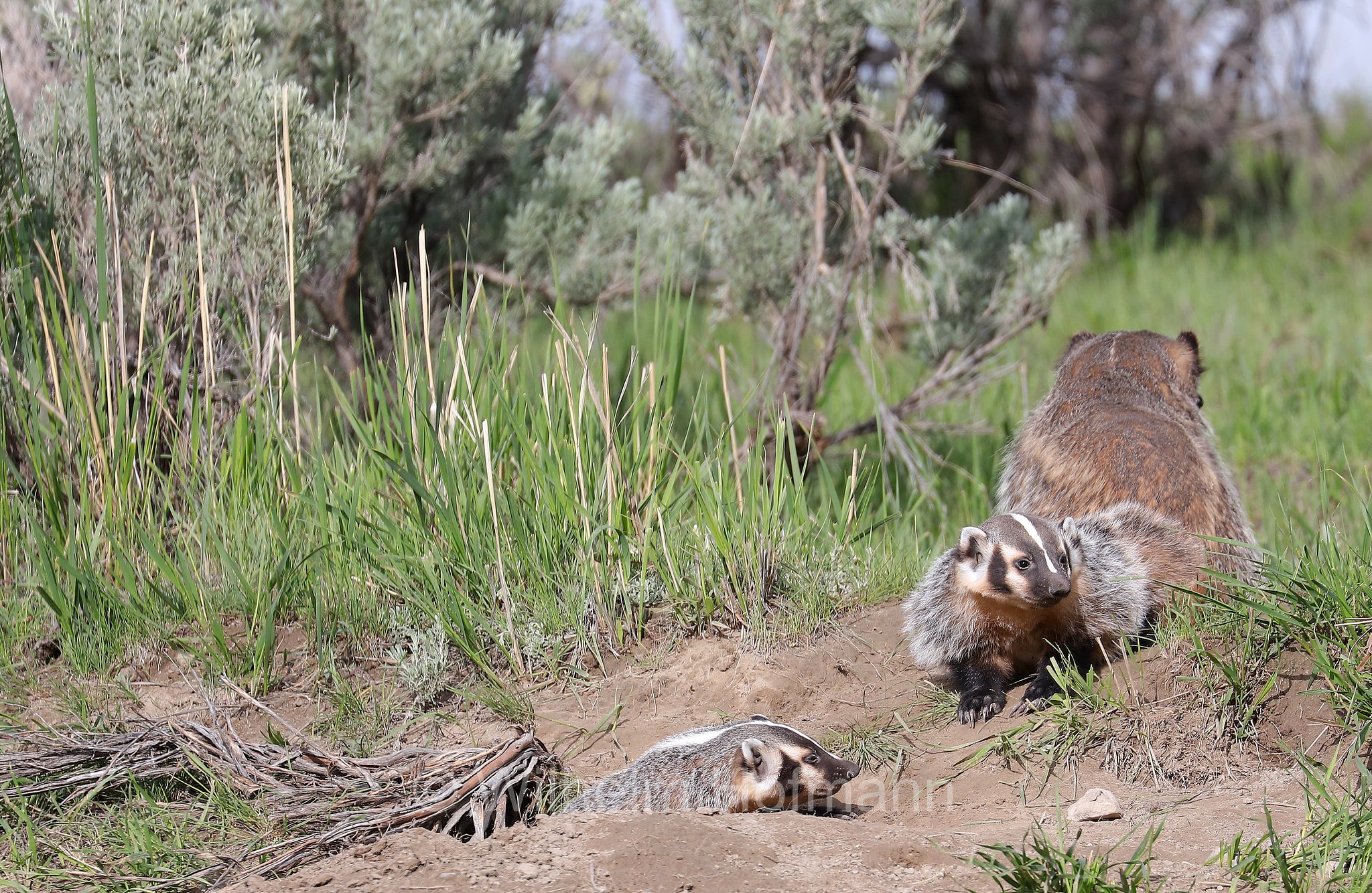 Taxidea taxus, American Badger, Silberdachs, tasso americano, Slough Creek, Lamar Valley, Yellowstone National Park, Yellowstone-Nationalpark﻿, parco nazionale di Yellowstone, Wyoming, USA