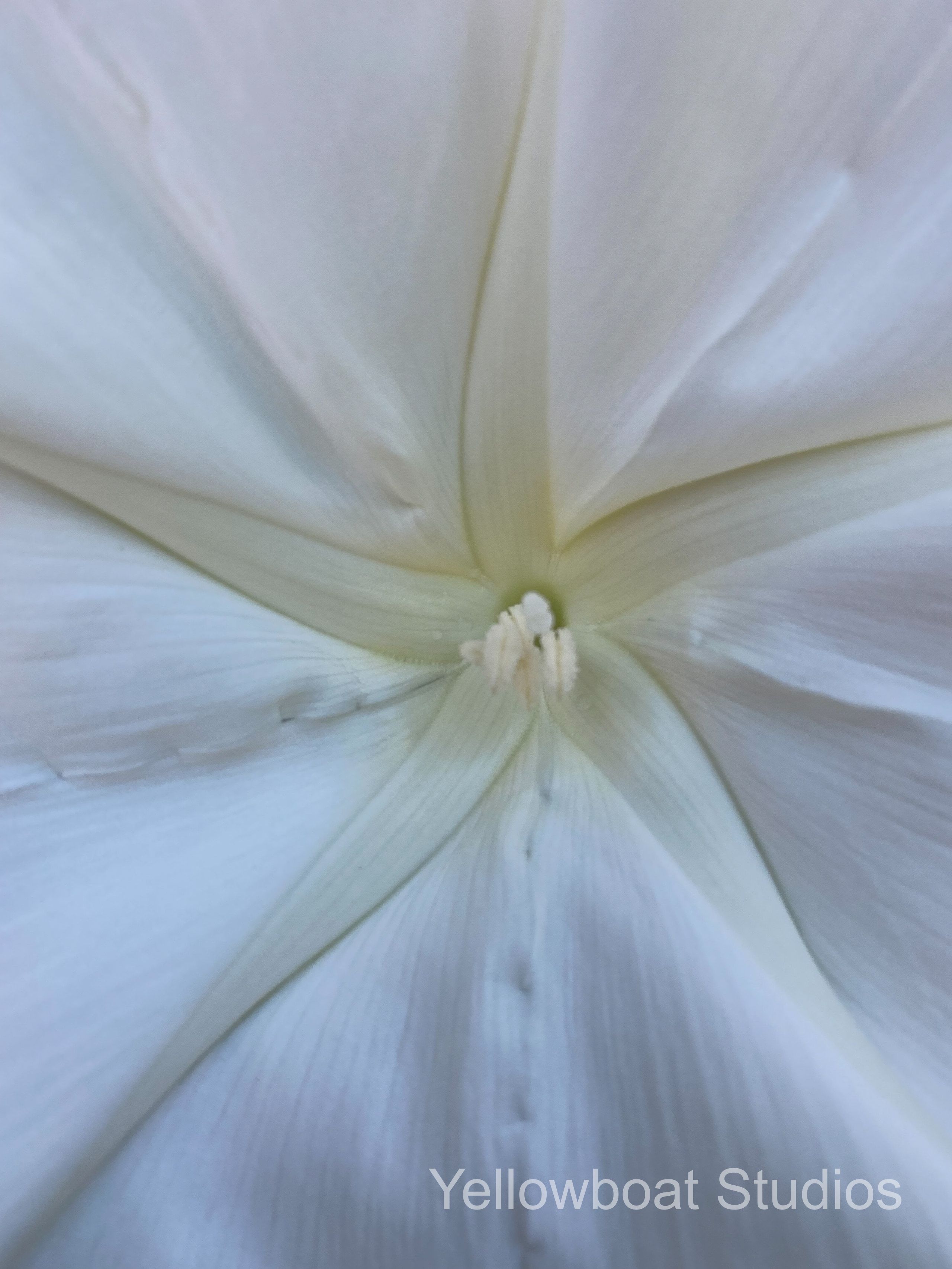 Flora