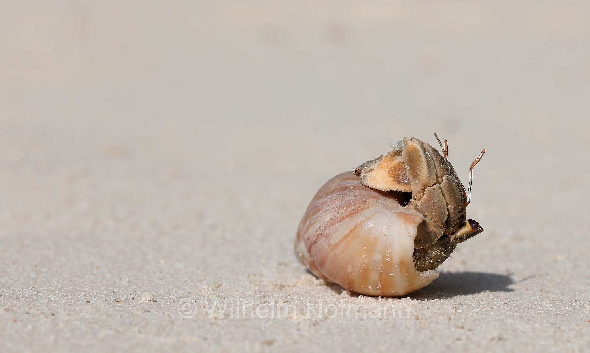 strawberry hermit crab, Coenobita perlatus, Erdbeer-Landeinsiedlerkrebs, Malediven, Maldives, Maledive, fihalhohi island resort