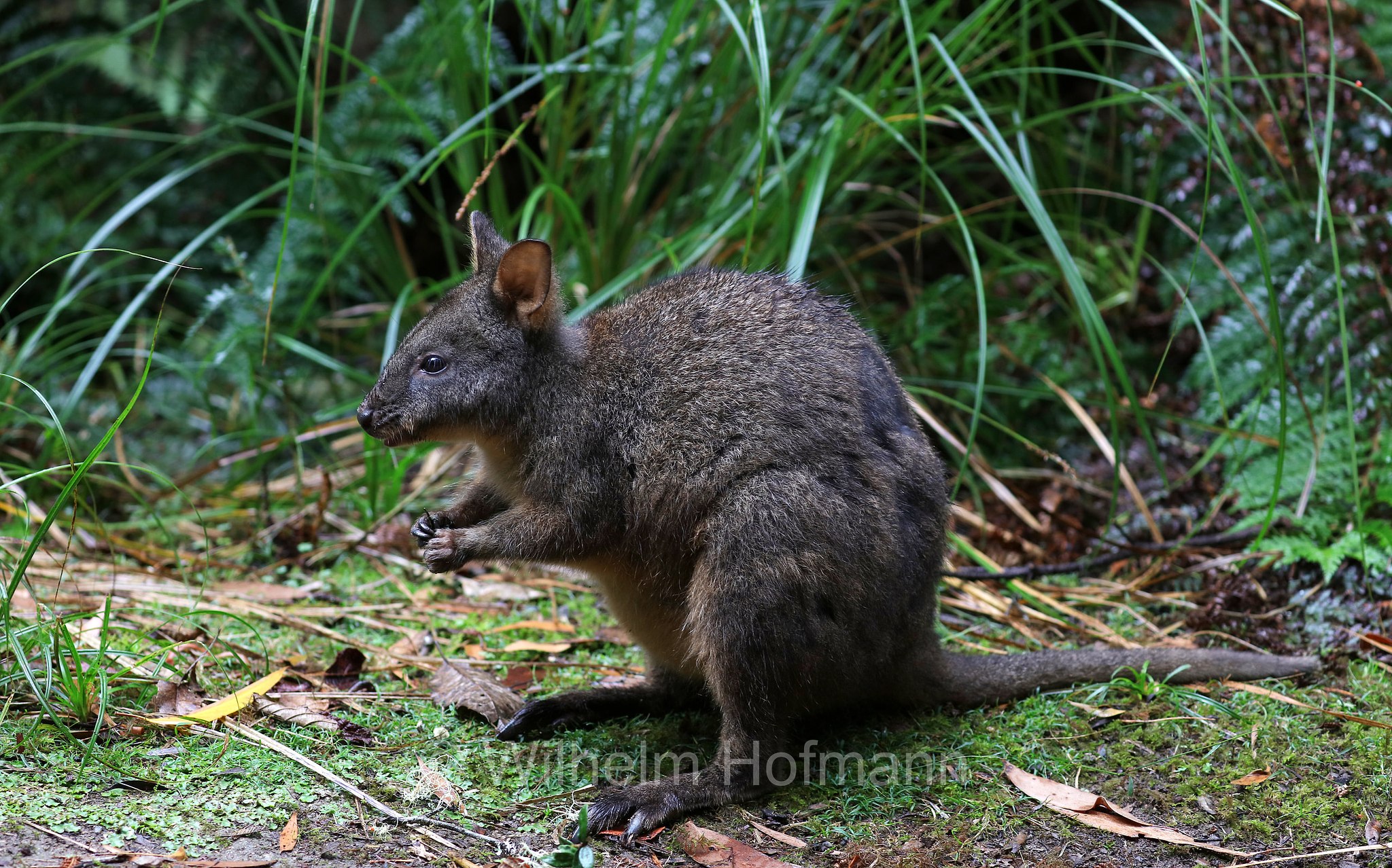 Tasmanian pademelon, rufous-bellied pademelon, red-bellied pademelon, Rotbauchfilander, pademelon della Tasmania, pademelon dal ventre rossiccio, pademelon dal ventre rosso, Thylogale billardierii, Fern Glade Platypus Reserve, Tasmania, Tasmanien, Australia, Australien