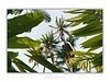 COLLECTION - GIANTS OF THE LAND HORIZONTAL - "Between Tropics" - LIMITED EDITION 10 of 10