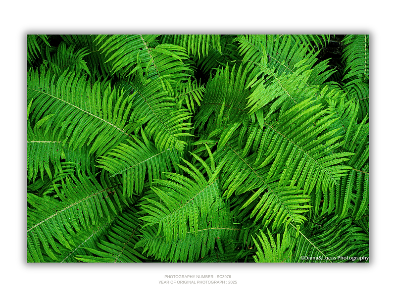 THE ONE - WILDLIFE & NATURE - "All Fern" - LIMITED EDITION 5 of 5