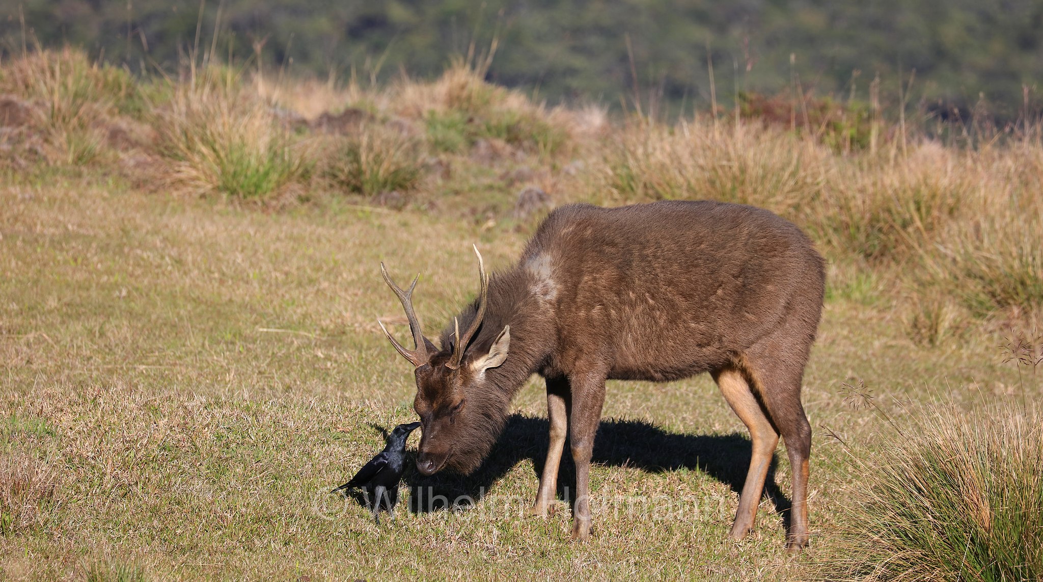 Sri Lankan sambar, Indian sambar, Sri-Lanka-Sambar, sambar indiano, cervo sambar, Rusa unicolor unicolor, Horton Plains National Park, Horton-Plains-Nationalpark, parco nazionale Horton Plains, Sri Lanka