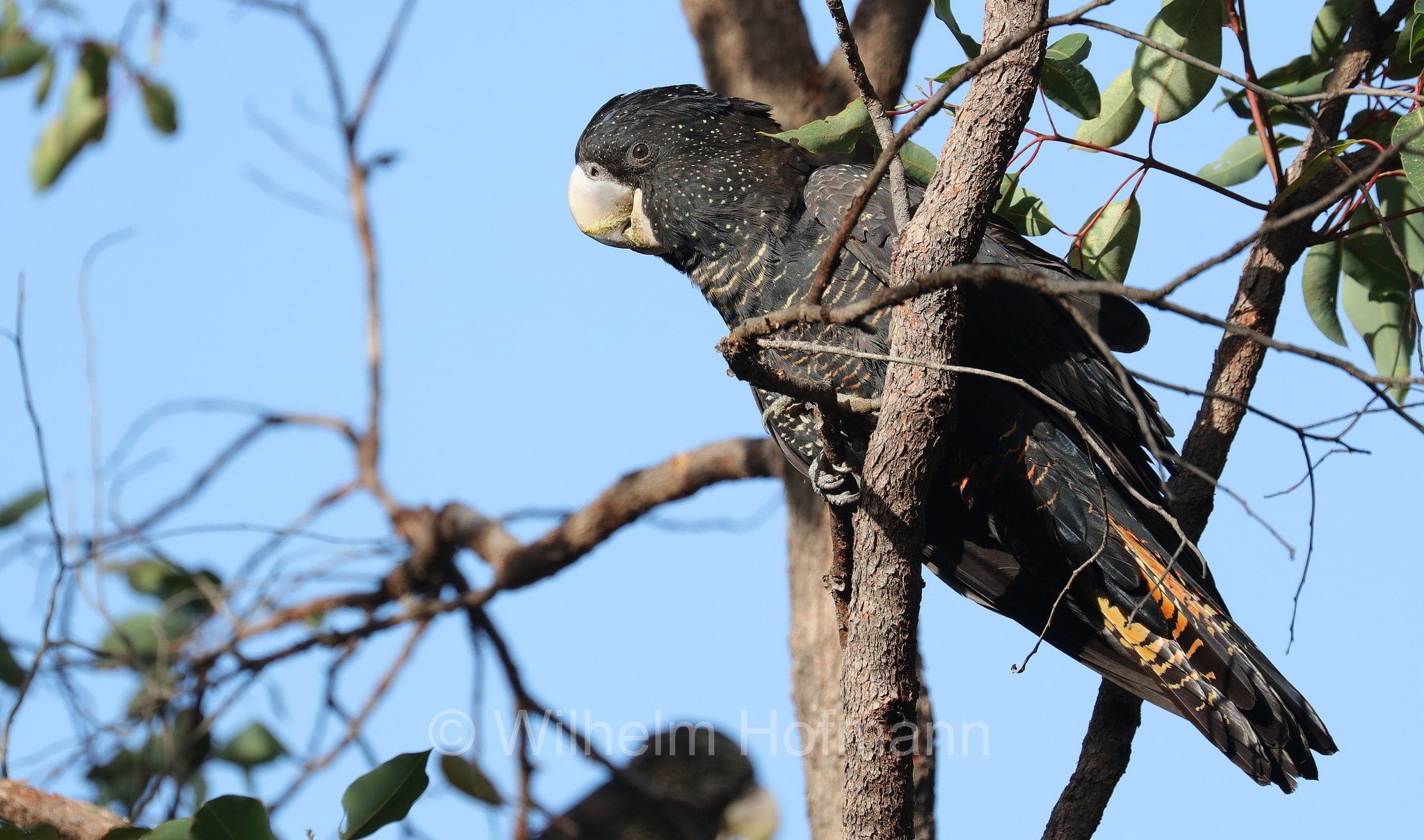 Calyptorhynchus banksii naso, forest red-tailed black cockatoo, Westaustralischer Rotschwanz-Rabenkakadu, cacatua nero codarossa della foresta, John Forrest National Park, John-Forrest-Nationalpark, Parco nazionale John Forrest, Western Australia, Westaustralien, Australia Occidentale, Australia, Australien