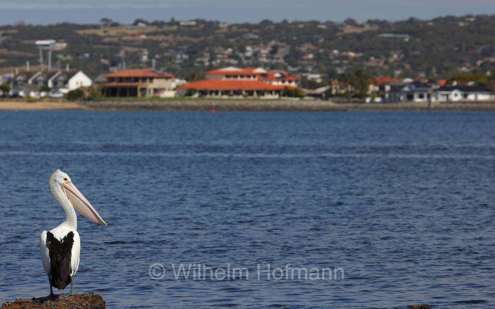 Australian Pelican, Brillenpelikan, pellicano australiano, Pelecanus conspicillatus, Billy Lights Point, Port Lincoln, Eyre Peninsula, Eyre-Halbinsel, Penisola di Eyre, South Australia, Südaustralien, Australia Meridionale, Australia, Australien