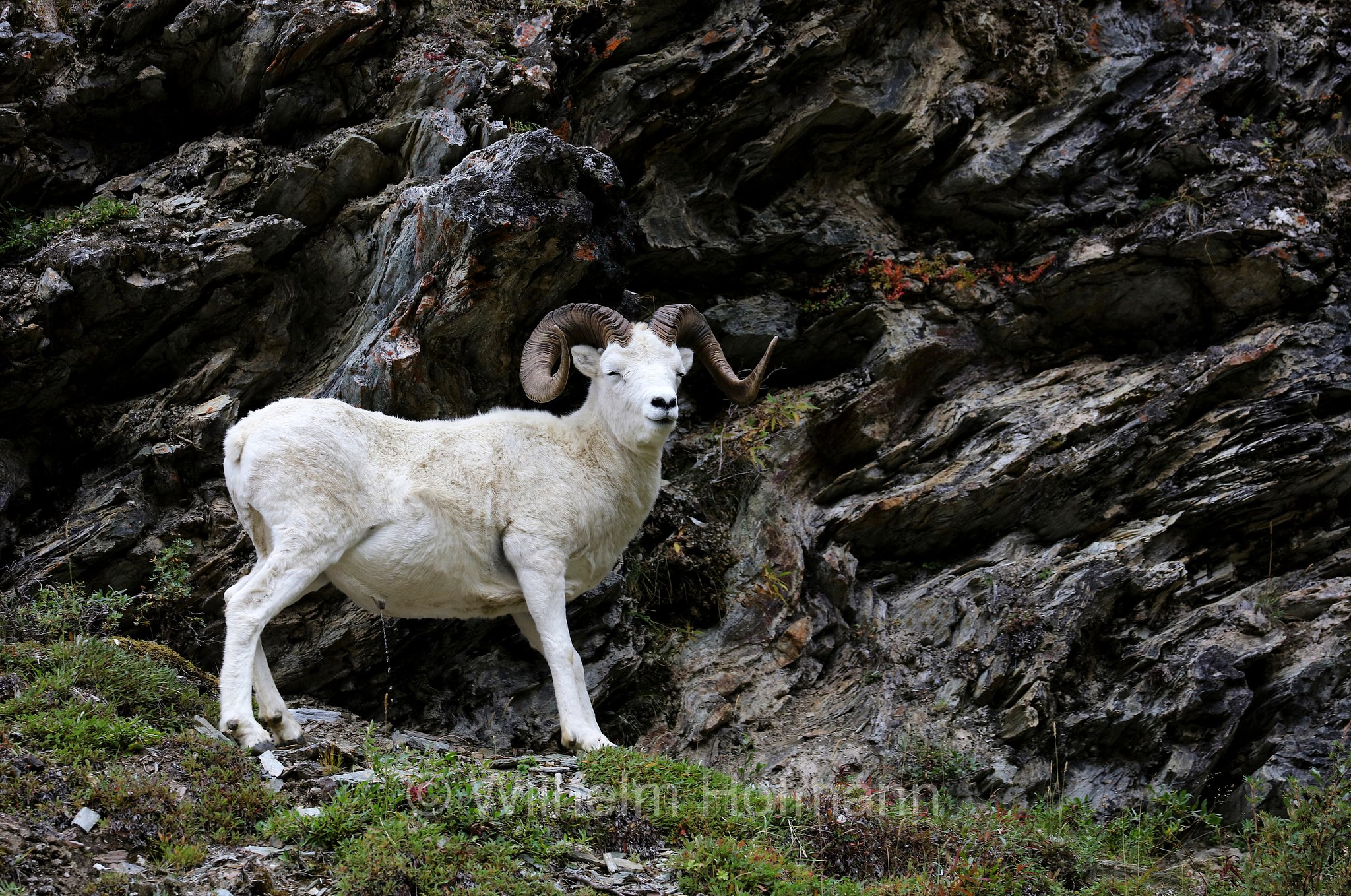 Ovis dalli, Dall sheep, thinhorn sheep, Dall-Schaf, Alaska-Schneeschaf, bighorn bianco, pecora di Dall, ariete di Dall, Savage Canyon, Denali National Park, Denali National Park and Preserve, Denali-Nationalpark, Parco nazionale del Denali, Alaska, USA