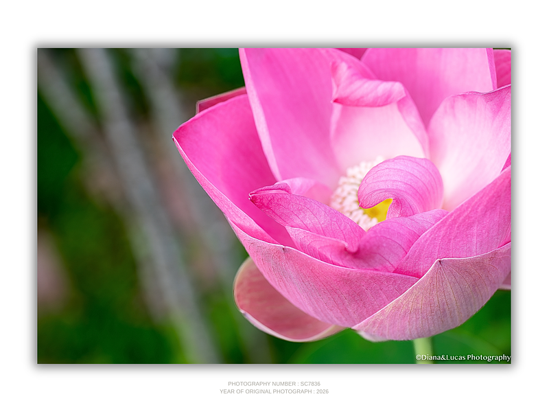 THE ONE - WILDLIFE & NATURE - "Pink Lotus" - LIMITED EDITION 5 of 5