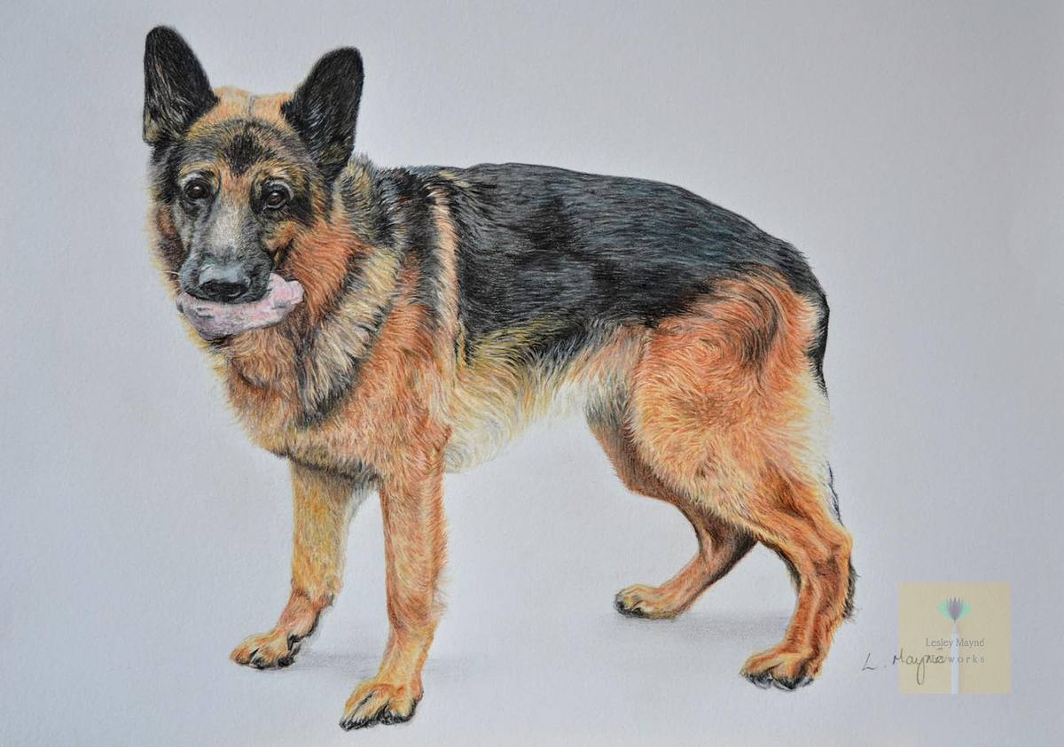 german shepherd pet portrait, alsation portrait, german shepherd portrait
