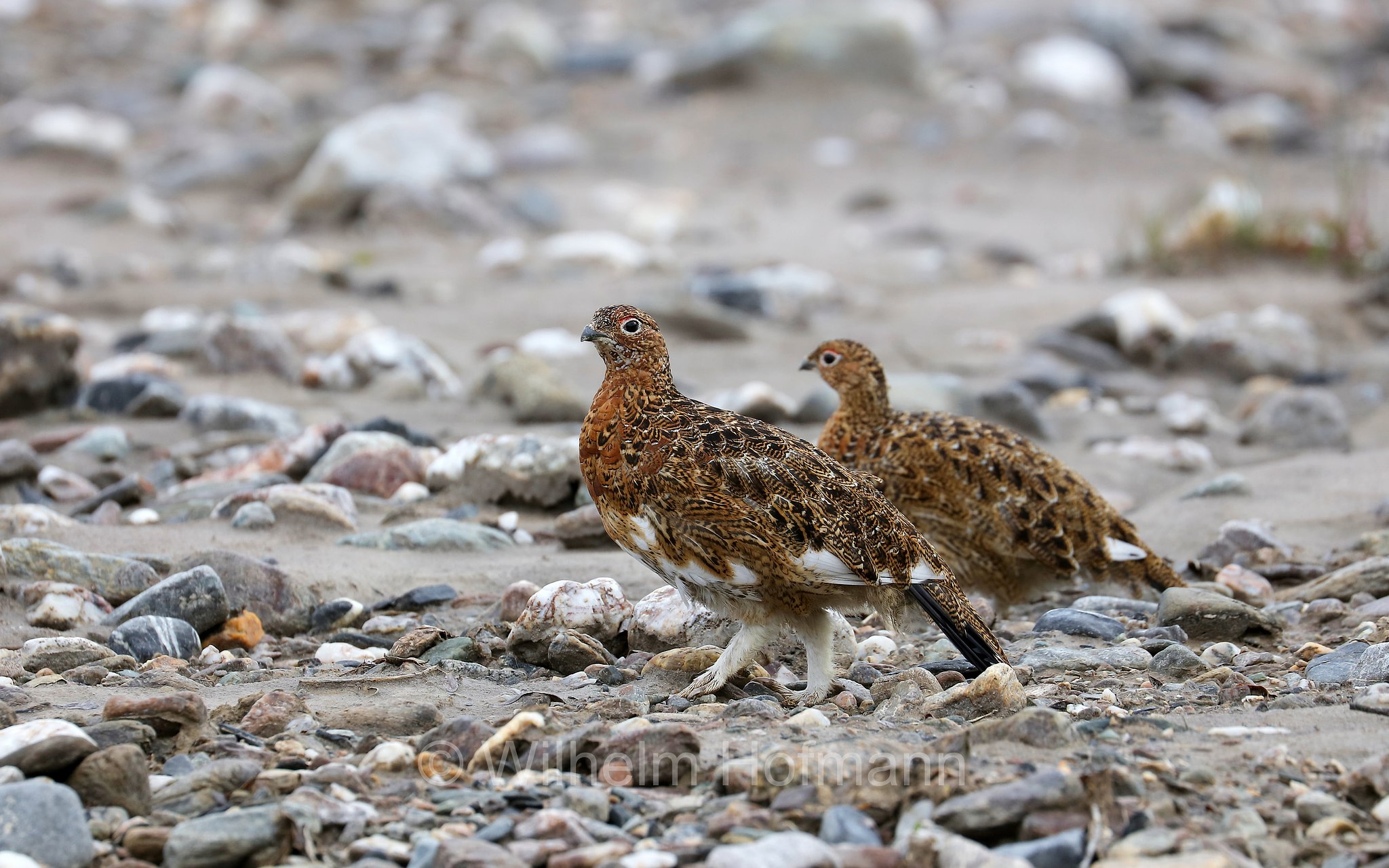 Lagopus lagopus, willow ptarmigan, willow grouse, Moorschneehuhn, pernice bianca nordica, lagopo, Savage River, Denali National Park, Denali National Park and Preserve, Denali-Nationalpark, Parco nazionale del Denali, Alaska, USA