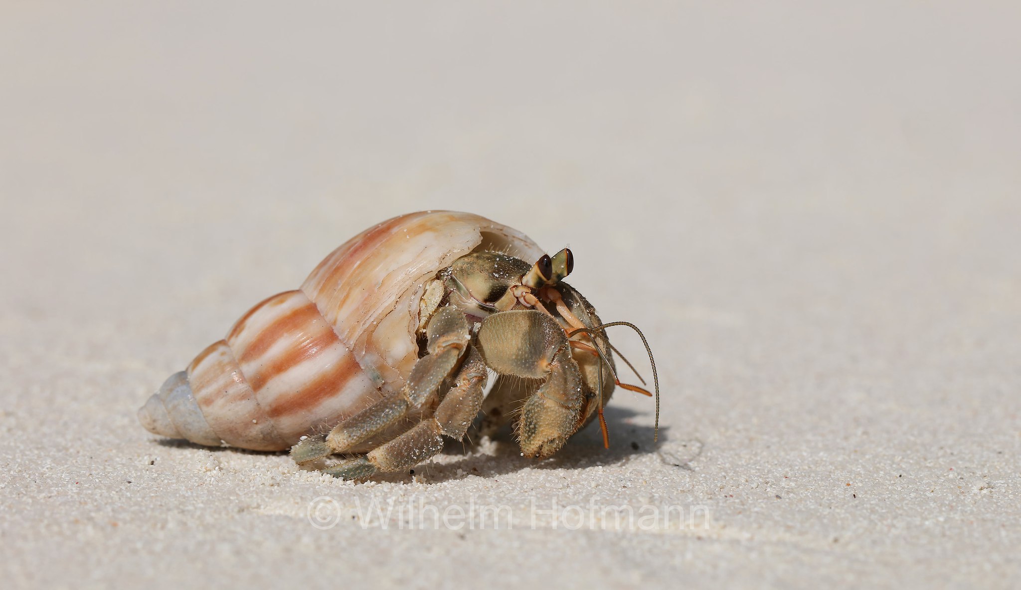 strawberry hermit crab, Coenobita perlatus, Erdbeer-Landeinsiedlerkrebs, Malediven, Maldives, Maledive, fihalhohi island resort