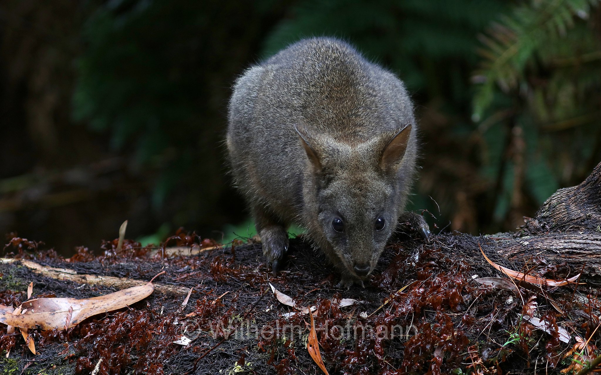 Tasmanian pademelon, rufous-bellied pademelon, red-bellied pademelon, Rotbauchfilander, pademelon della Tasmania, pademelon dal ventre rossiccio, pademelon dal ventre rosso, Thylogale billardierii, Fern Glade Platypus Reserve, Tasmania, Tasmanien, Australia, Australien