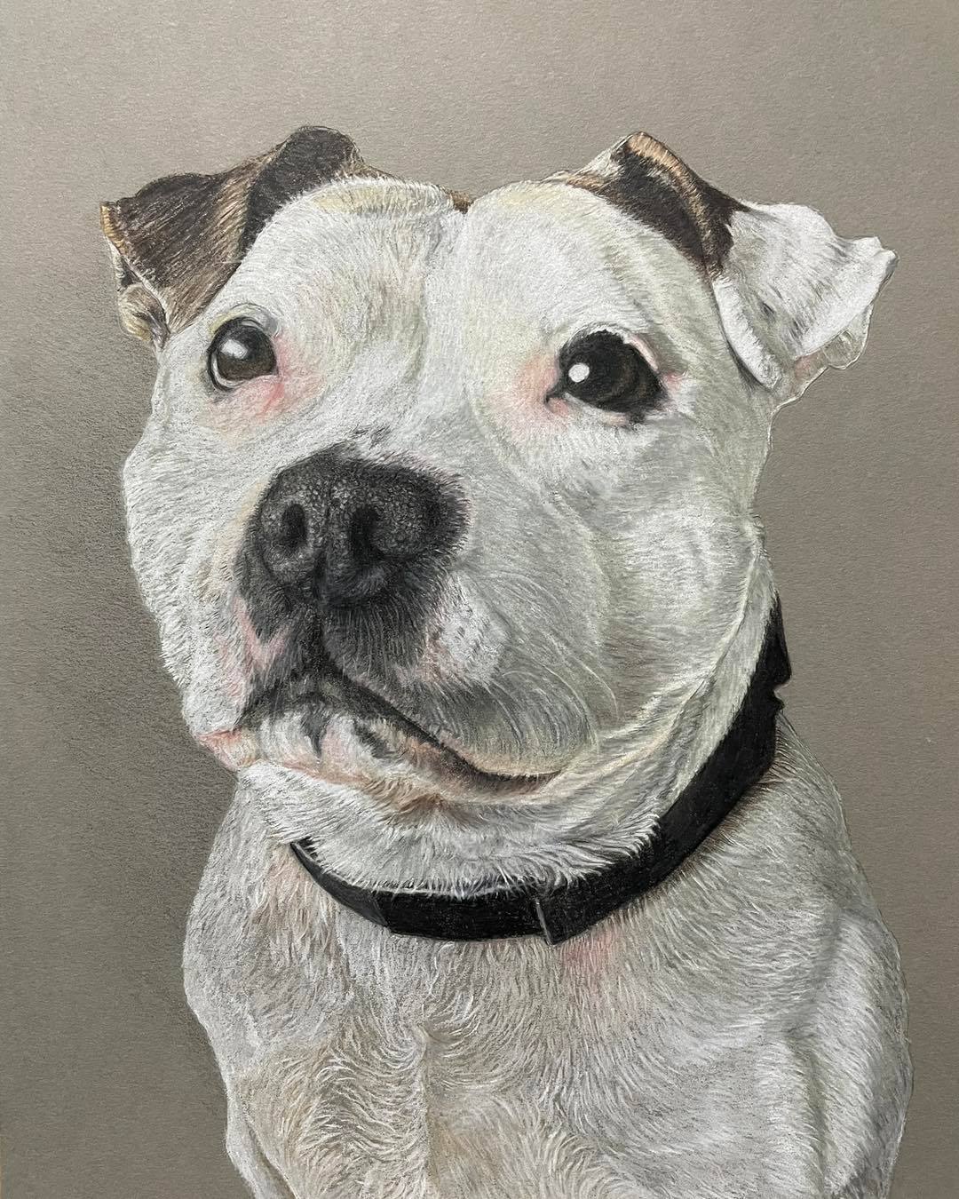 White Staffordshire Bull Terrier Pet Portrait, white staffie portrait, staffie pet portrait,
