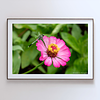 THE ONE - WILDLIFE & NATURE - "Dragonfly" - LIMITED EDITION 5 of 5