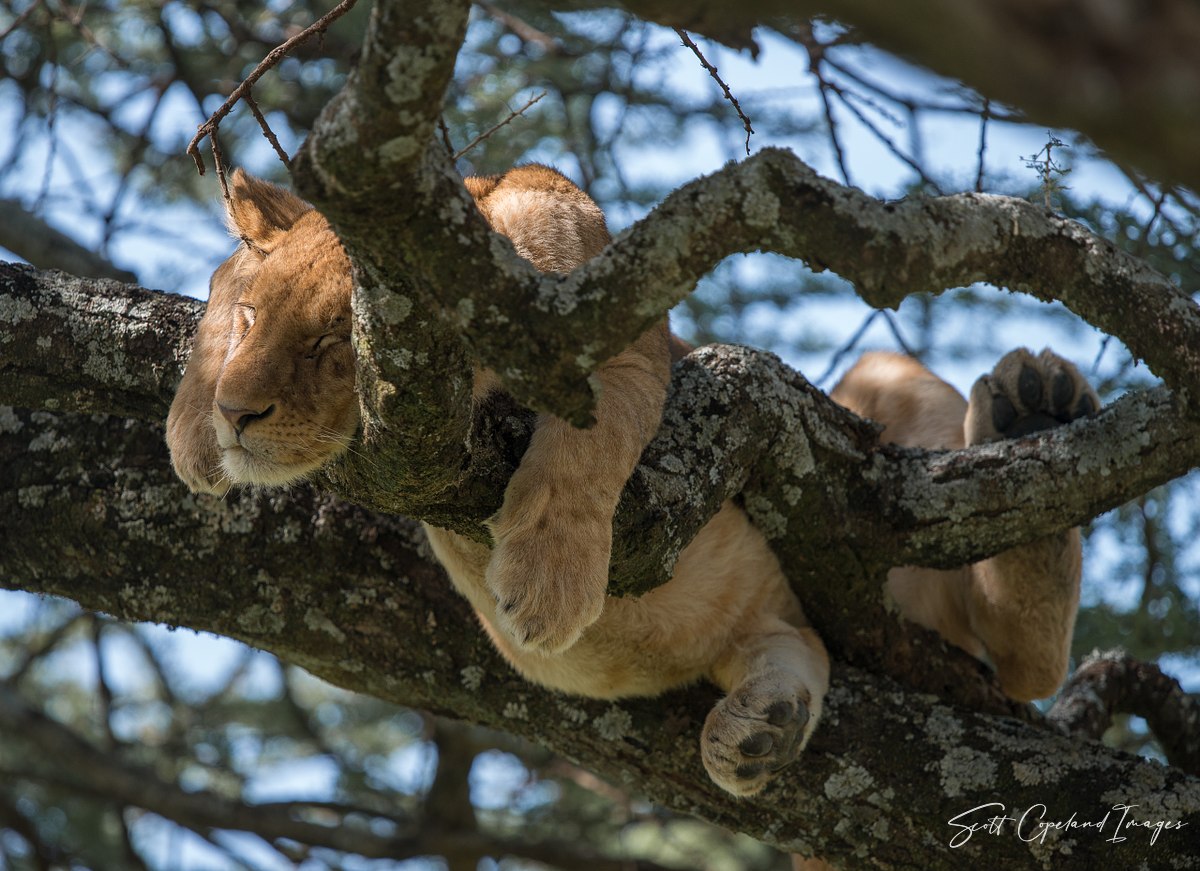 Serengeti Dreamer