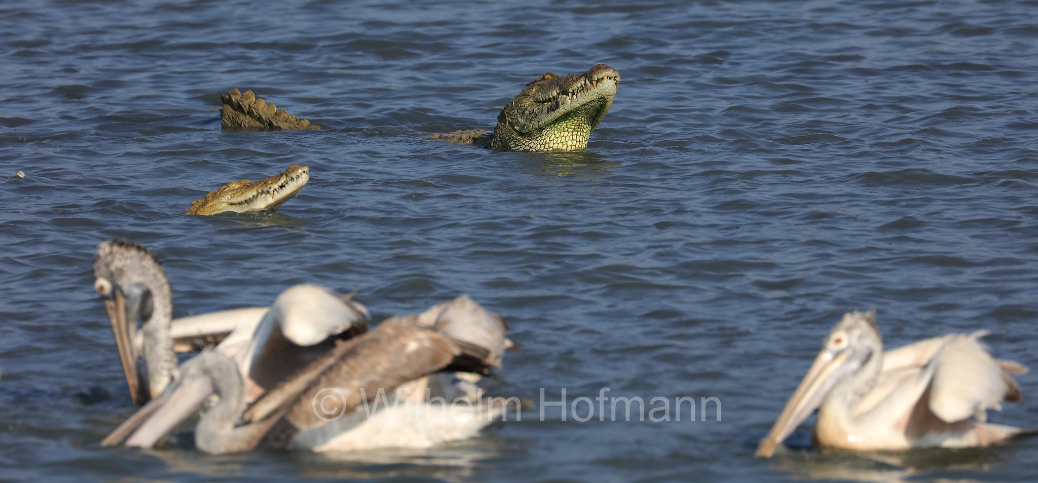mugger crocodile, mugger, marsh crocodile, Sumpfkrokodil, coccodrillo palustre, Crocodylus palustris, Sri Lanka, Bundala National Park, Bundala Nationalpark, Parco nazionale Bundala