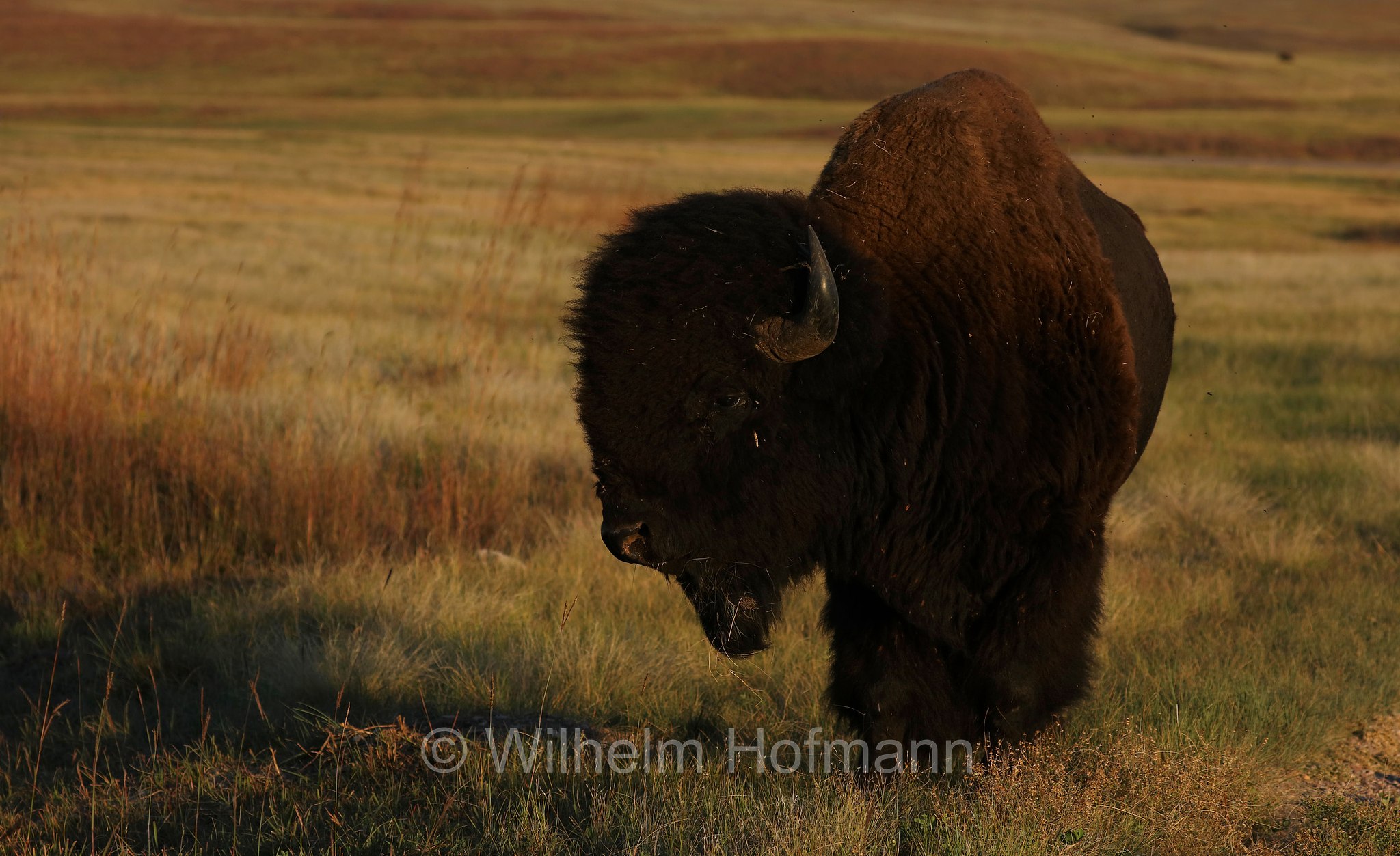 Plains bison, Präriebison, bisonte delle pianure, Bison bison bison, Wind Cave National Park, Wind-Cave-Nationalpark, Parco nazionale di Wind Cave, South Dakota, Dakota del Sud, USA