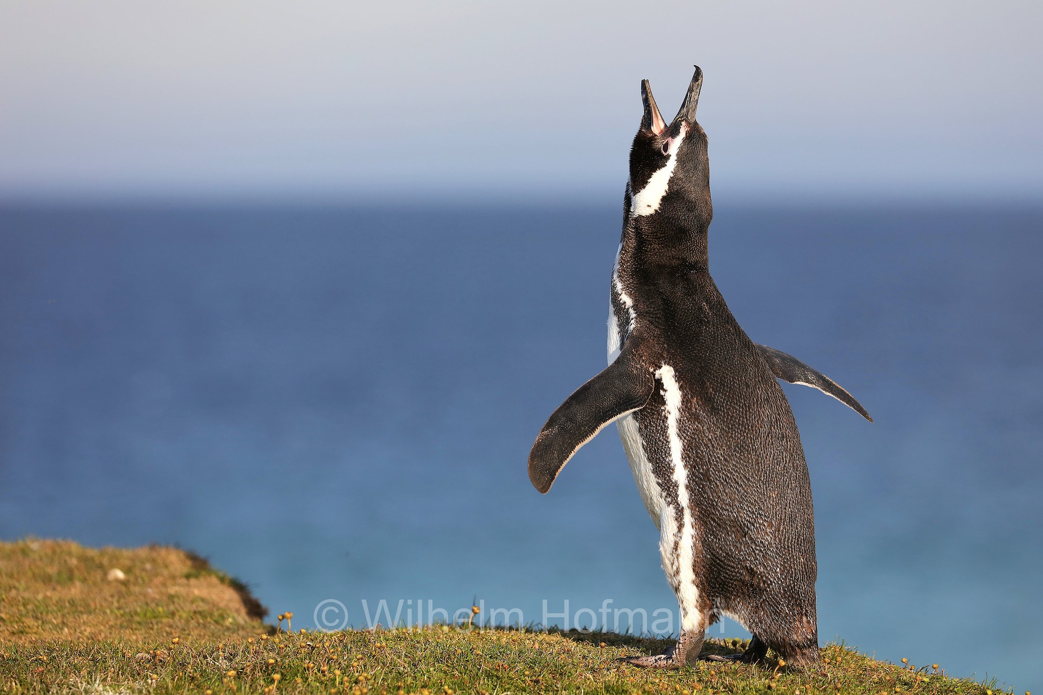Magellanic penguin, Magellanpinguin, Pinguino di Magellano, Spheniscus magellanicus, Bleaker Island, Isla María, Falkland Islands, Falklandinseln, Isole Falkland