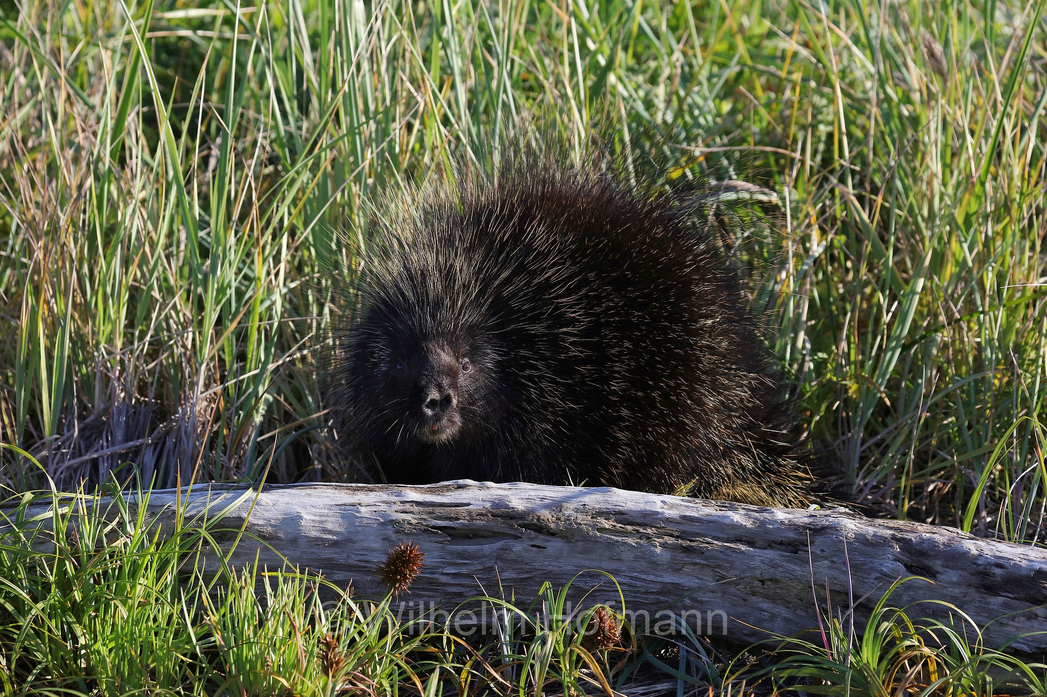 Erethizon dorsatum, North American porcupine, Canadian porcupine, Urson, Baumstachelschwein, Nordamerikanischer Baumstachler, ursone, porcospino nordamericano, Silver Salmon Creek, Lake Clark National Park, Lake Clark National Park and Preserve, Lake-Clark-Nationalpark, Parco nazionale e riserva di Lake Clark, Alaska, USA