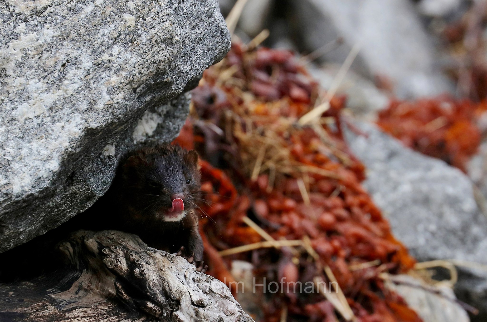 Neogale vison, Neovison vison, Mustela vison, American mink, Amerikanische Nerz, Mink, visone americano, Homlungsvegen, Geiranger Fjord, Geirangerfjord, Geirangerfjorden, Norway, Norwegen, Norvegia