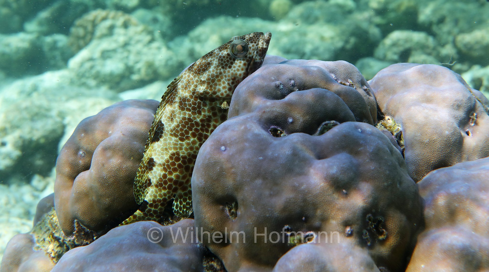 foursaddle grouper, spotty cod, Vierfleck-Wabenbarsch, cernia dalle quattro selle, Epinephelus spilotoceps, Malediven, Maldives, Maledive, fihalhohi island resort