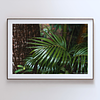 COLLECTION - GIANTS OF THE LAND HORIZONTAL - "Frond and Bark" - LIMITED COLLECTION 10 of 10