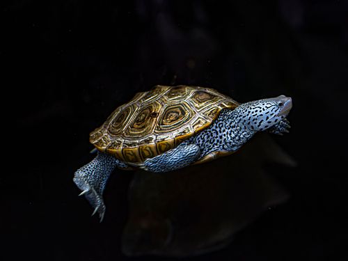 Im Tierpark Dählhölzli
