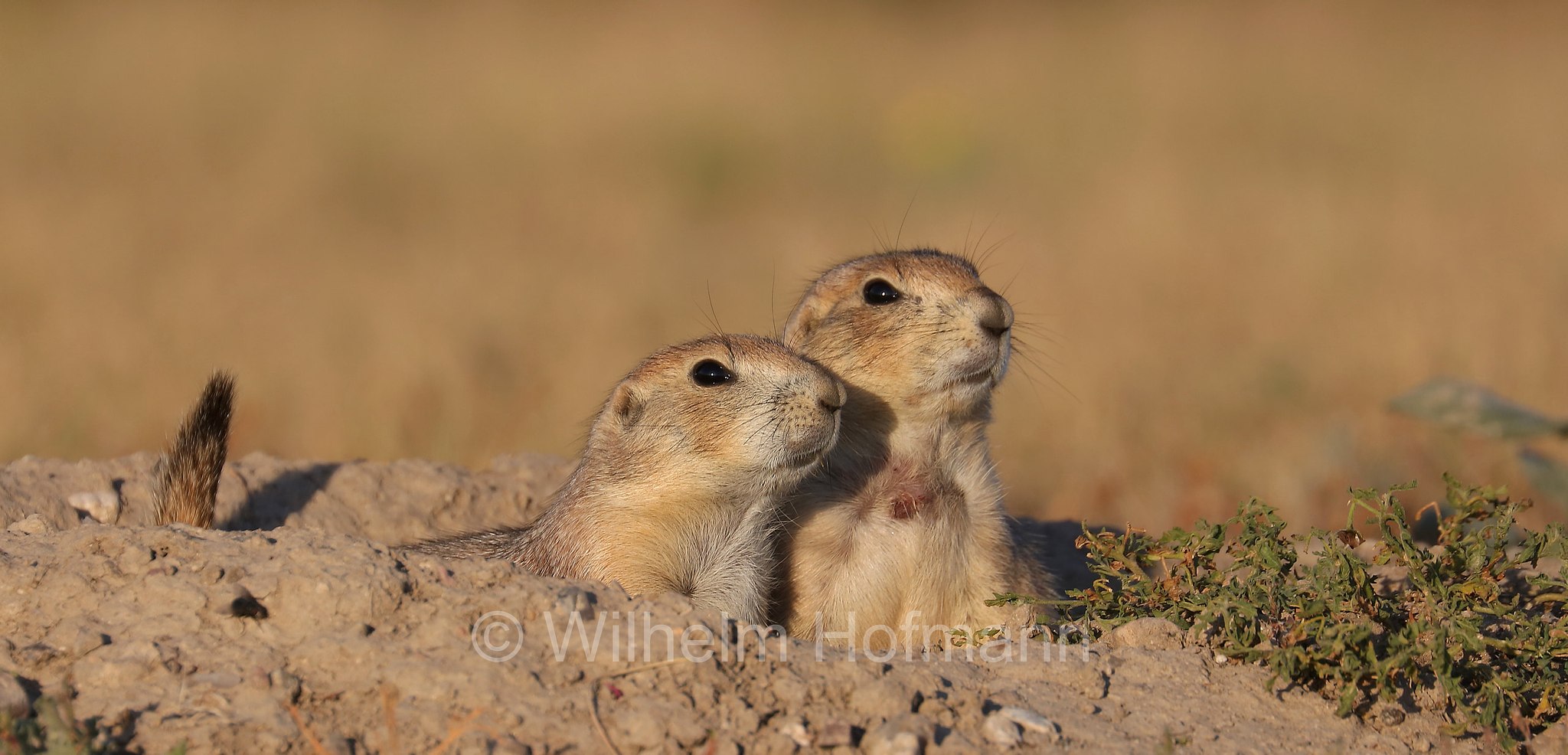 Cynomys ludovicianus, black-tailed prairie dog, Schwarzschwanz-Präriehund, cane della prateria dalla coda nera, Wind Cave National Park, Wind-Cave-Nationalpark, Parco nazionale di Wind Cave, South Dakota, Dakota del Sud, USA